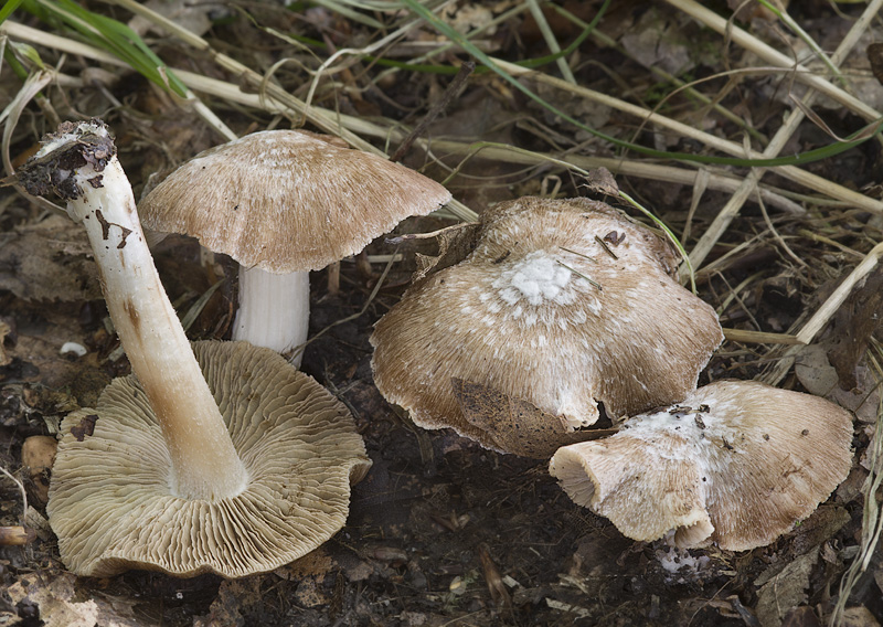 Inocybe maculata